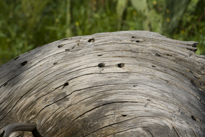 Identificazione ape rossa: Rhodanthidium sticticum